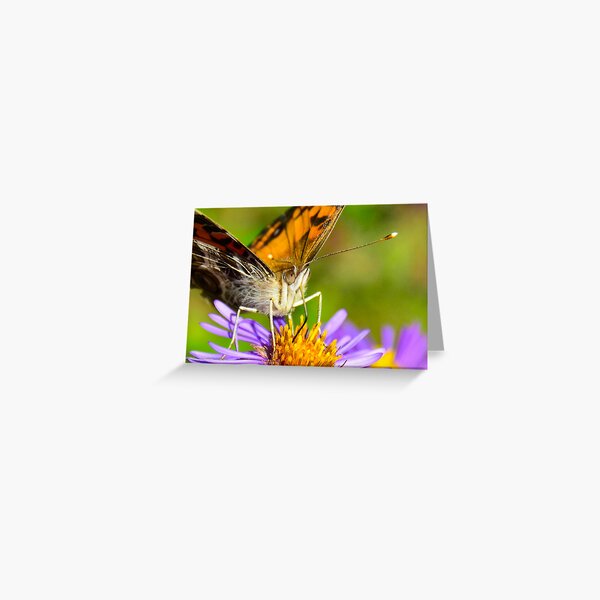 American Lady Butterfly on Aster Greeting Card