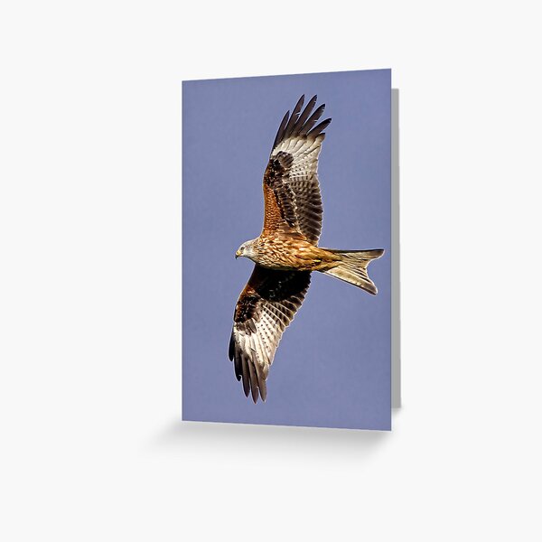 Item preview, Soaring Red Kite designed and sold by Martyn R Arnold Fine Art Nature & Landscape Photography.