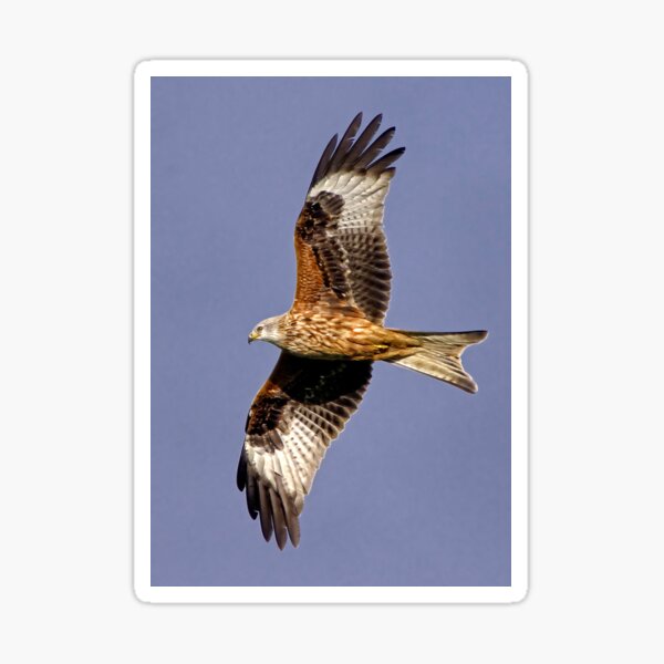 Item preview, Soaring Red Kite designed and sold by Martyn R Arnold Fine Art Nature & Landscape Photography.