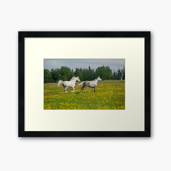 Gray arabian horses running free in the field of dandelions Framed Art Print
