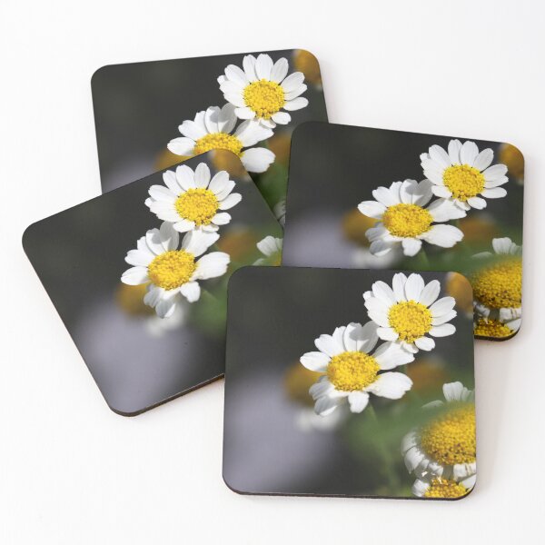 Item preview, Oxeye daisies designed and sold by GreyFeatherPhot.