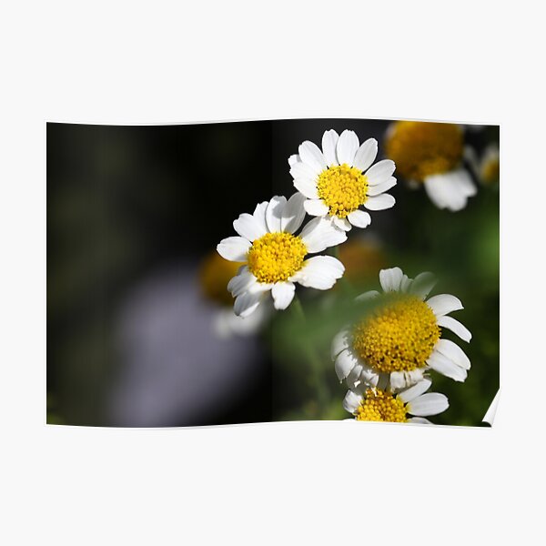 Oxeye daisies Poster