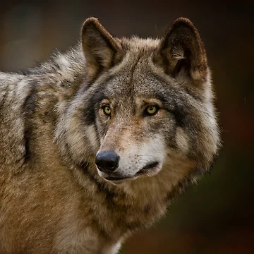 Artwork thumbnail, Timber Wolf by WolvesOnly