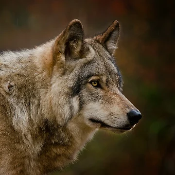 Artwork thumbnail, Timber Wolf by WolvesOnly