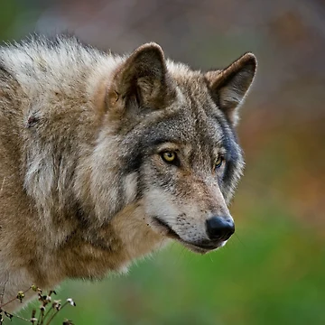 Imagen de la obra Timber Wolf de WolvesOnly