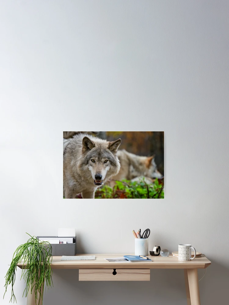 Thumbnail 2 of 3, Poster, Timber Wolves designed and sold by WolvesOnly.