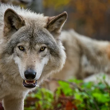 Artwork thumbnail, Timber Wolves by WolvesOnly