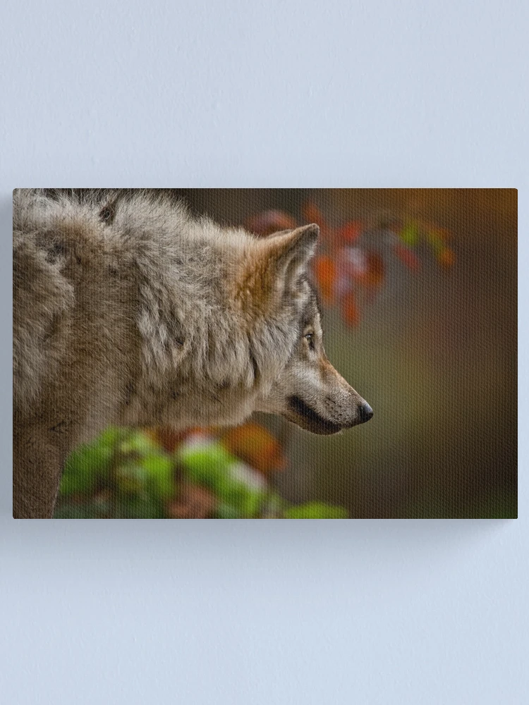 Imagen 1 de 3, Lienzo con la obra Timber Wolf, diseñada y vendida por WolvesOnly.