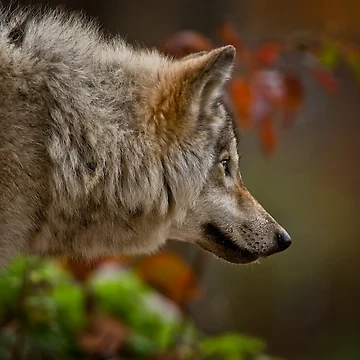 Artwork thumbnail, Timber Wolf by WolvesOnly