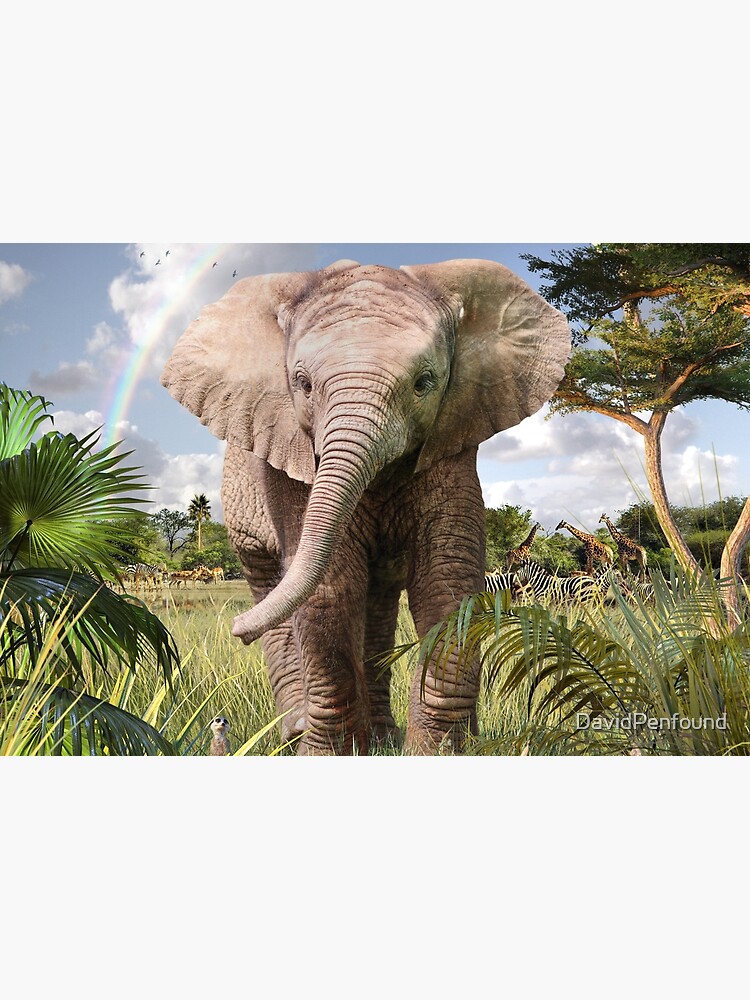 Baby Elephant by DavidPenfound