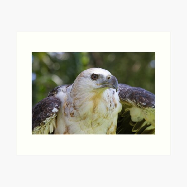 Young Fish Eagle Art Print