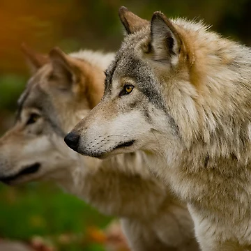Artwork thumbnail, Timber Wolves by WolvesOnly