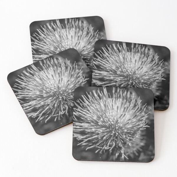 Black and white Thistle Coasters (Set of 4)