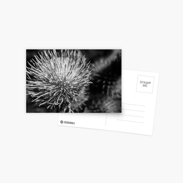 Black and white Thistle Postcard