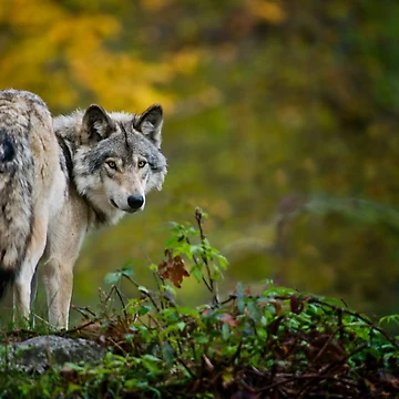 Artwork thumbnail, Timber Wolf by WolvesOnly