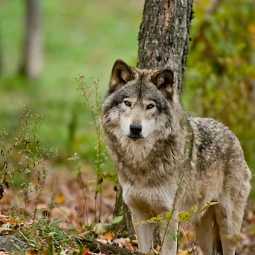 Artwork thumbnail, Timber Wolf by WolvesOnly