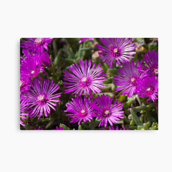 Ice Plant flowers Canvas Print
