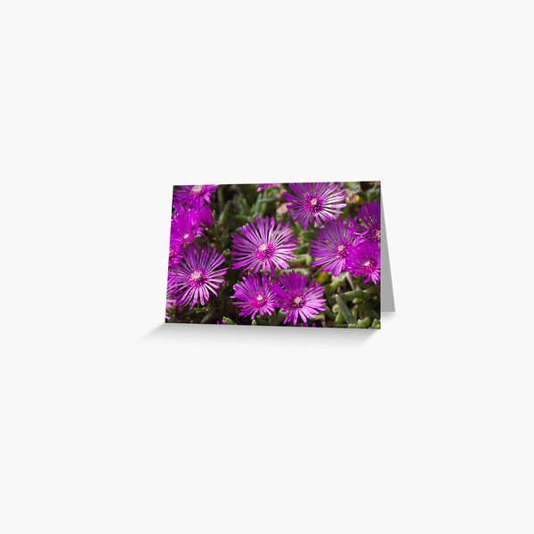 Ice Plant flowers Greeting Card