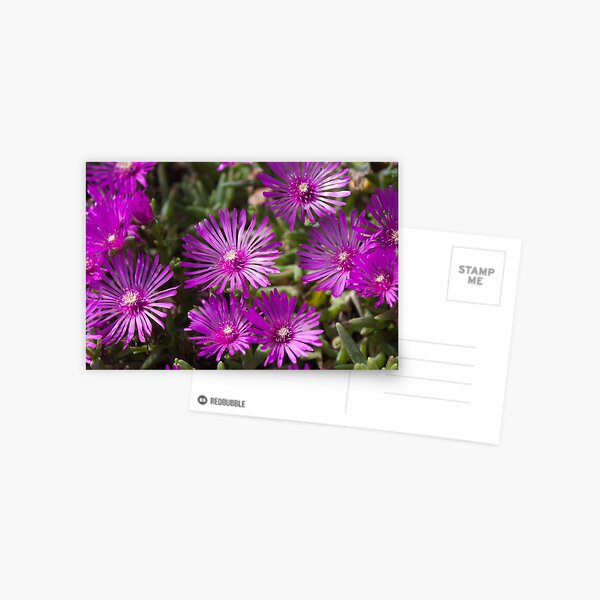 Ice Plant flowers Postcard
