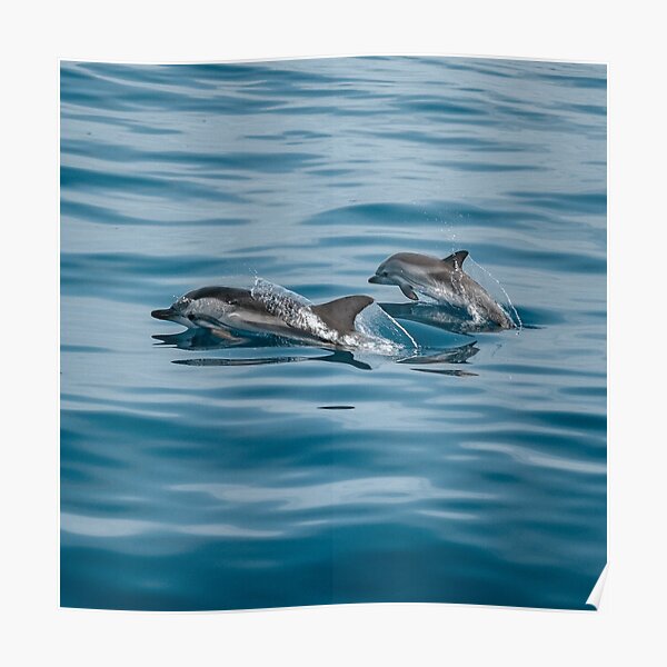 Cute Dolphins Posters Redbubble