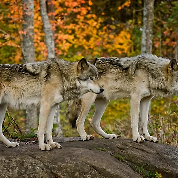 Artwork thumbnail, Timber Wolves by WolvesOnly