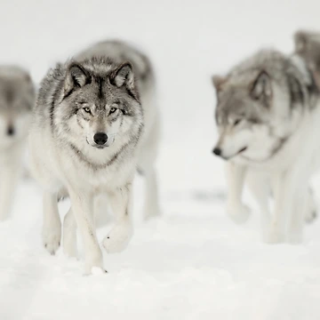 Artwork thumbnail, Timber Wolves by WolvesOnly
