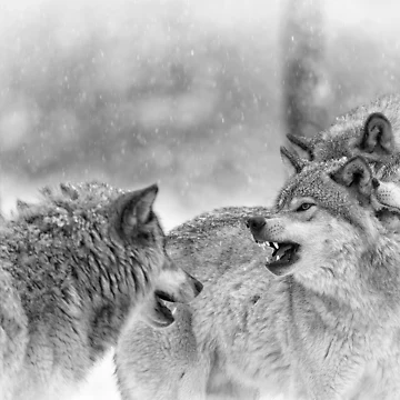Artwork thumbnail, Timber Wolves by WolvesOnly