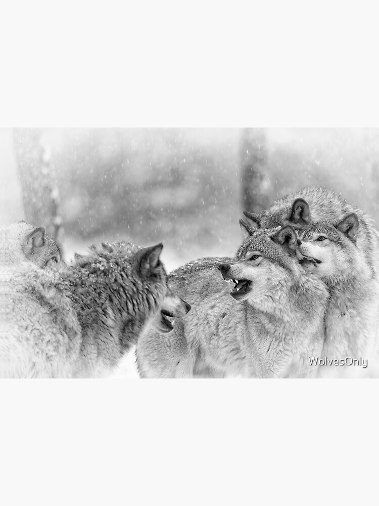 "Timber Wolves" Sticker for Sale by WolvesOnly Redbubble