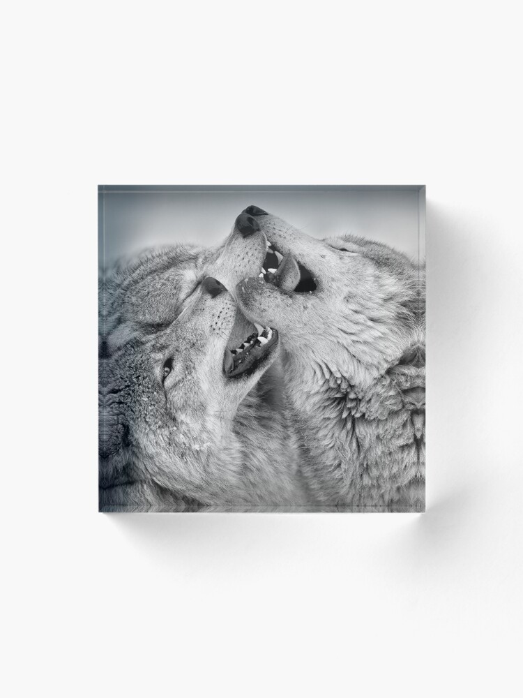 Thumbnail 1 of 5, Acrylic Block, Timber Wolves designed and sold by WolvesOnly.