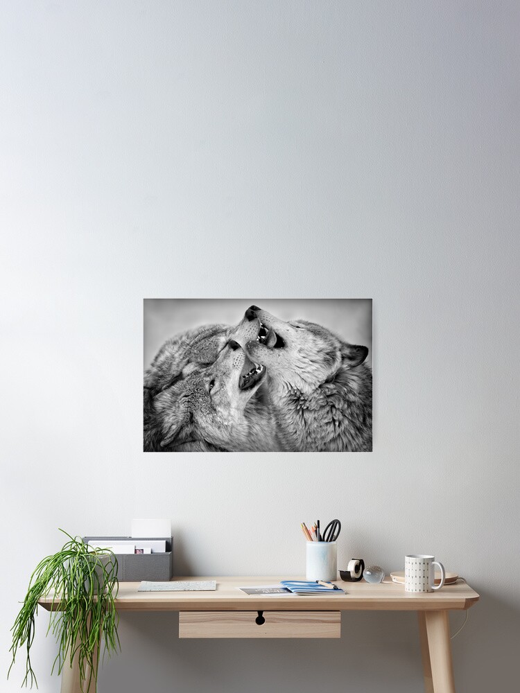 Thumbnail 2 of 3, Poster, Timber Wolves designed and sold by WolvesOnly.