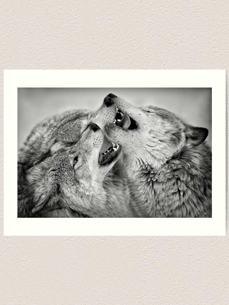 Thumbnail 1 of 3, Art Print, Timber Wolves designed and sold by WolvesOnly.