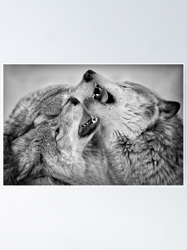 Thumbnail 1 of 3, Poster, Timber Wolves designed and sold by WolvesOnly.