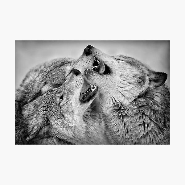Photographic Print