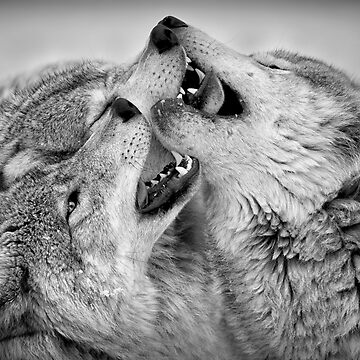 Artwork thumbnail, Timber Wolves by WolvesOnly