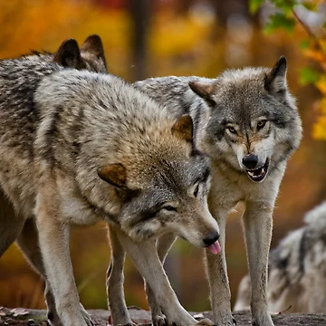 Artwork thumbnail, Timber Wolves by WolvesOnly