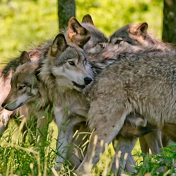 Artwork thumbnail, Timber Wolves by WolvesOnly