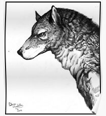 Grey wolf Poster