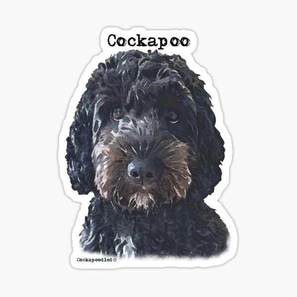 Black Cockapoo Dog Sticker