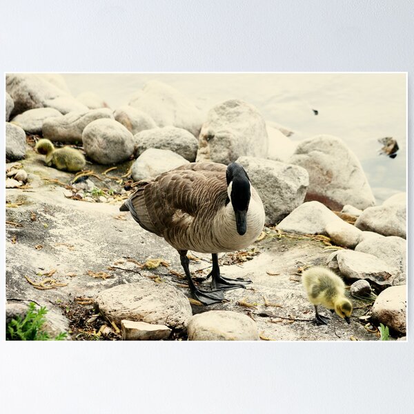 Item preview, Canada Goose and Gosling on a Lakeshore designed and sold by rhamm.