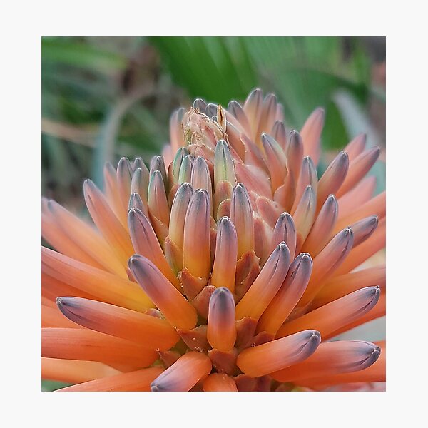 Item preview, Orange beauty designed and sold by KlemetineDesign.