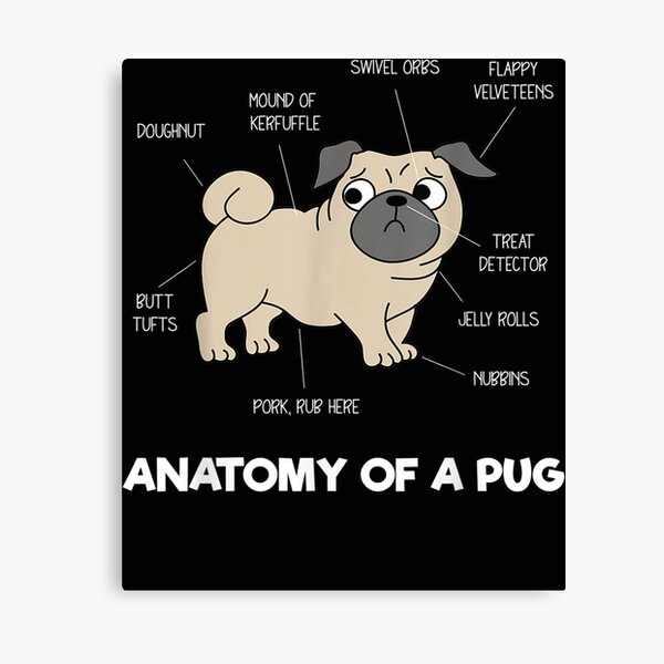Anatomy Of A Pug Canvas Prints Redbubble