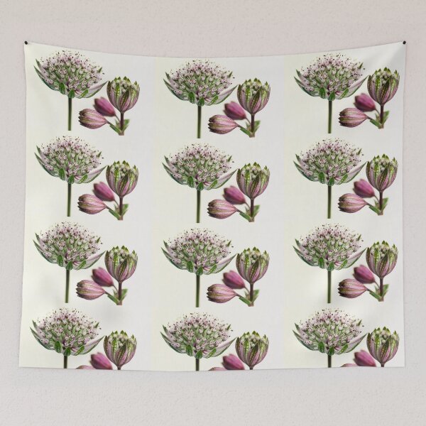 Item preview, Astrantia Major designed and sold by John Ray.