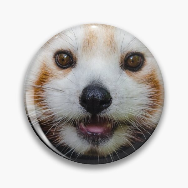 Item preview, Red Panda Face designed and sold by theblueofmyeye.