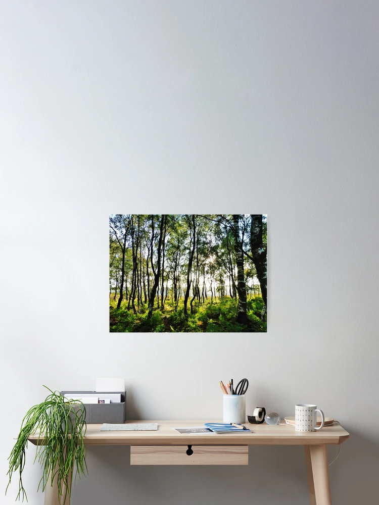 Thumbnail 2 of 3, Poster, Sunlit Trees designed and sold by Frugal Mr B.