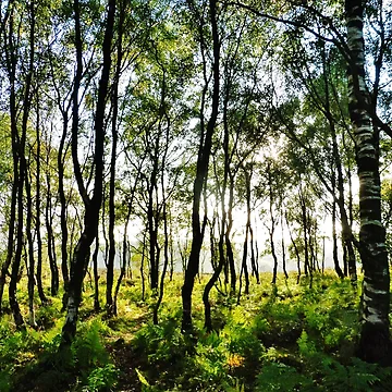 Artwork thumbnail, Sunlit Trees by Frugal Mr B