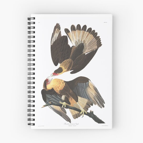 Item preview, Caracara cheriway by Audubon designed and sold by Bird-Lore.