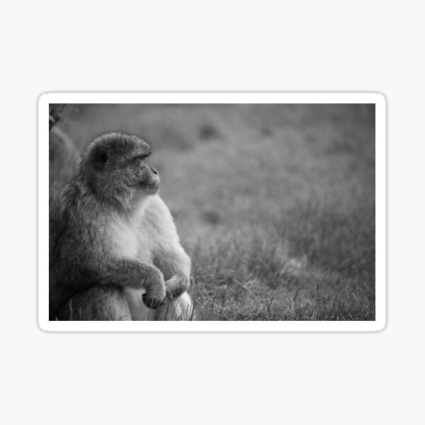 "Black and White Monkey" Sticker for Sale by imaginevisuals Redbubble