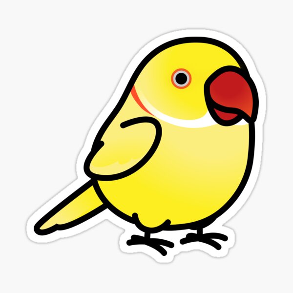 Ring Neck Amarelo à venda: Um belo e inteligente pássaro para adicionar à  sua família.