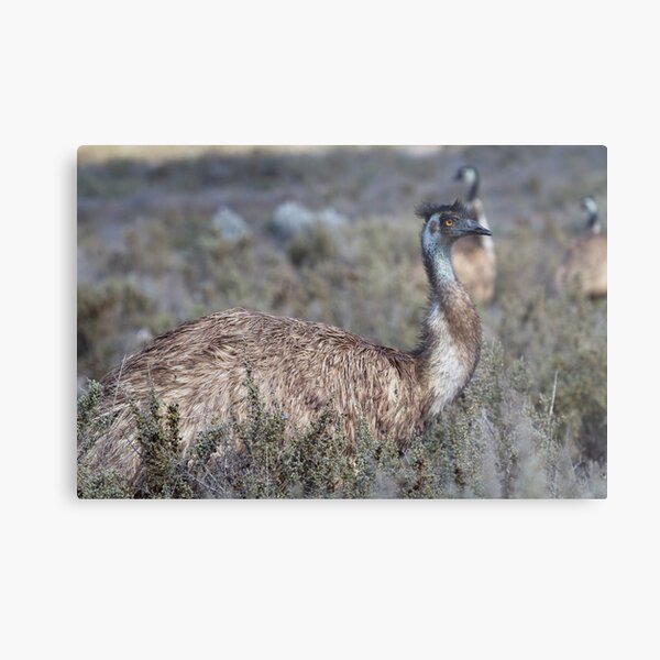 Curious Emu Metal Print