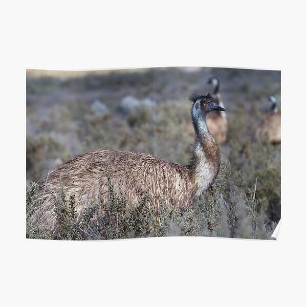 Curious Emu Poster